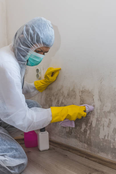 Best Asbestos and Lead Testing During Mold Inspection  in Lighthouse Point, FL