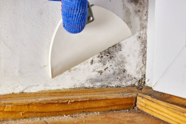 Biohazard Mold Removal in Lighthouse Point, FL